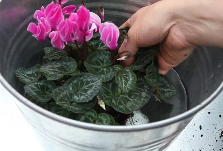 Alpenveilchen - Einpflanzen in ein Gefäß (Anleitung - 4)