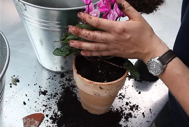 Alpenveilchen - Einpflanzen in ein Gefäß (Anleitung - 5)