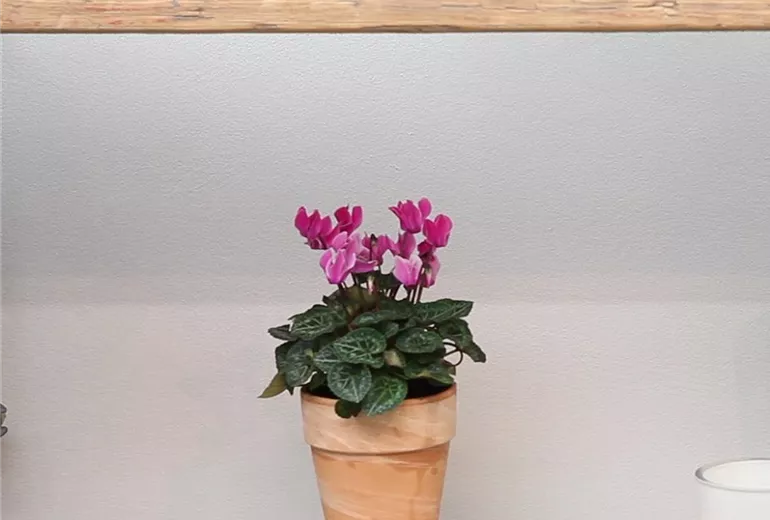 Alpenveilchen - Einpflanzen in ein Gefäß (Anleitung - 6)