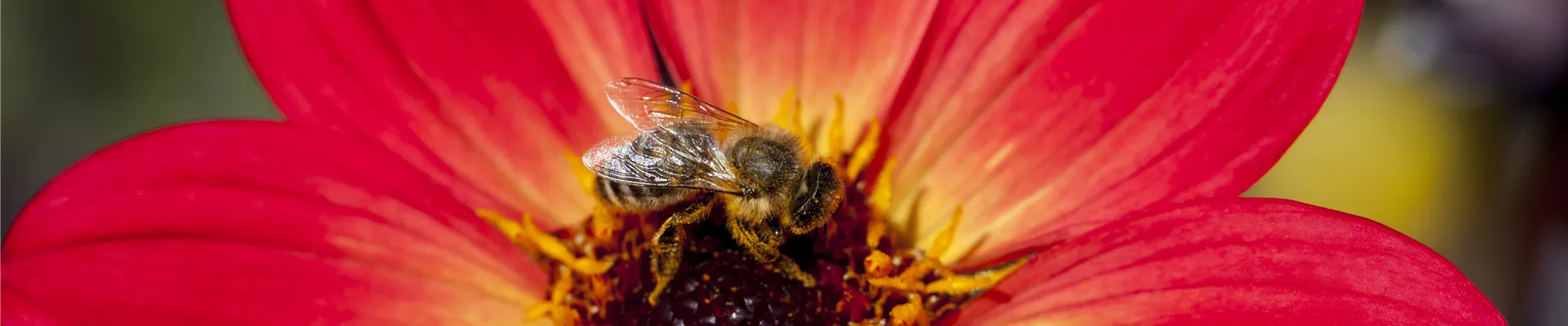 Dahlia 'Happy Single Flame' Dahlia 'Happy Single Flame'