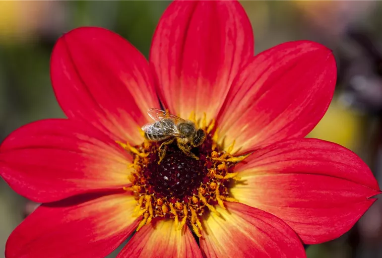 Dahlia 'Happy Single Flame' Dahlia 'Happy Single Flame'