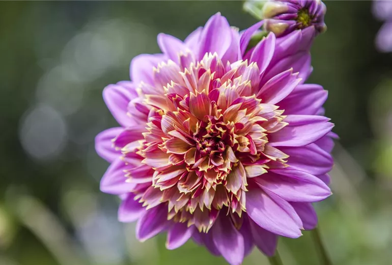 Dahlia Dahlia