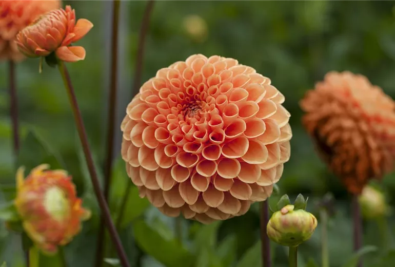 Dahlia