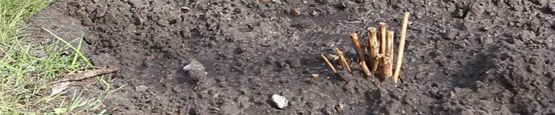 Dahlien - Einpflanzen im Garten (Anleitung - 0)