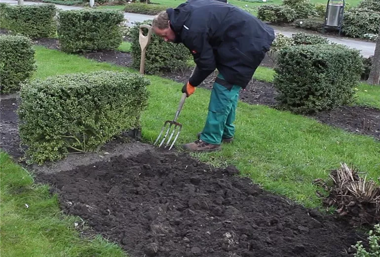 Dahlien - Einpflanzen im Garten (Anleitung - 1)