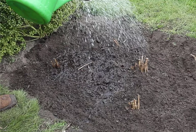 Dahlien - Einpflanzen im Garten (Anleitung - 5)