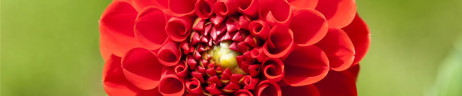 Dahlia, rot Dahlia, rot