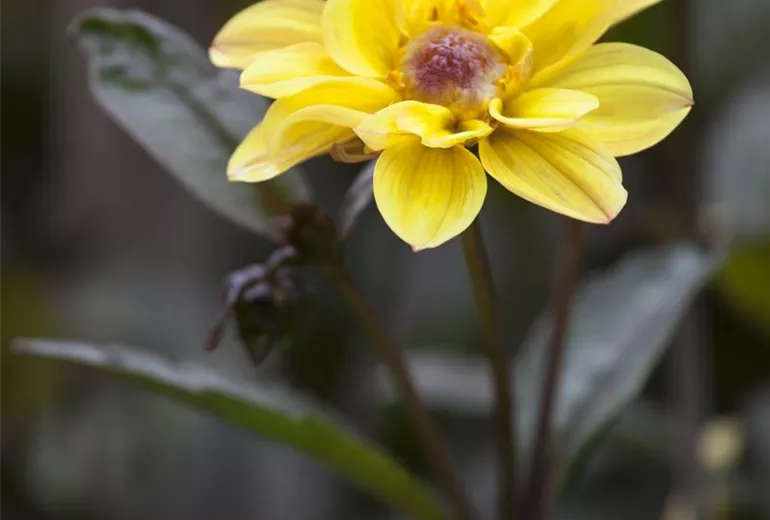 Dahlia