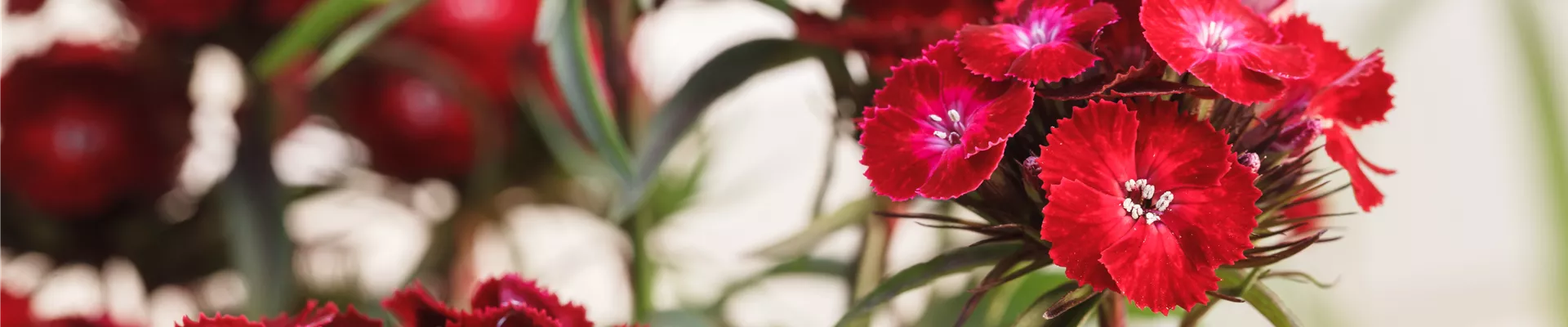 Dianthus barbatus, rot Dianthus barbatus, rot