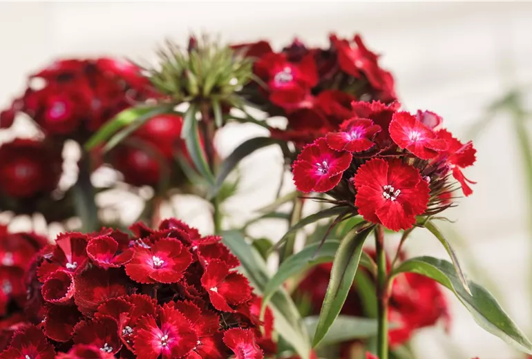 Dianthus barbatus, rot Dianthus barbatus, rot