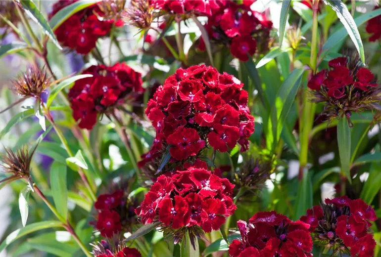 Dianthus barbatus 'Dash' Dianthus barbatus 'Dash'