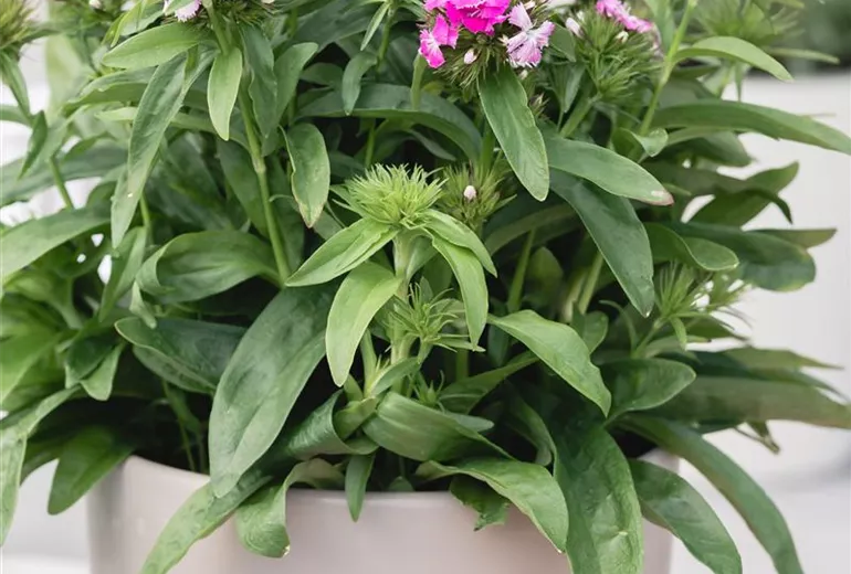 Dianthus barbatus 'Victoria' Dianthus barbatus 'Victoria'