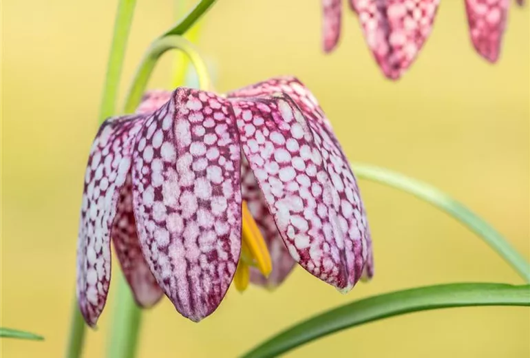 Fritillaria meleagris