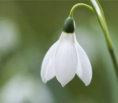 Eisprofis – Warum Schneeglöckchen im Winter nicht erfrieren