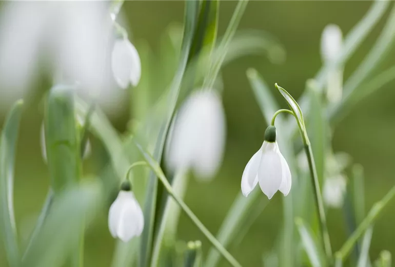 Galanthus nivalis
