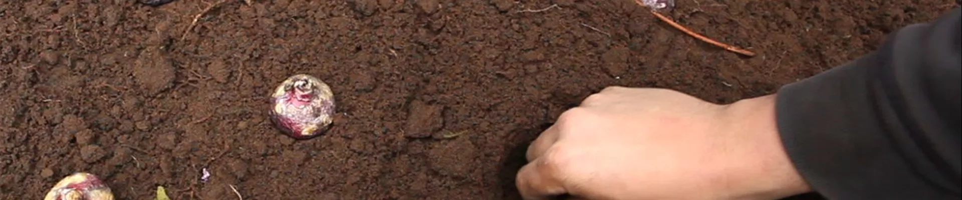 Hyazinthen - Blumenzwiebeln einpflanzen (3)