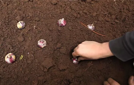 Hyazinthen - Blumenzwiebeln einpflanzen Hyazinthen - Blumenzwiebeln einpflanzen