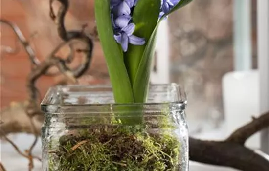 Weihnachtliche Geschenkidee: Blumenzwiebeln im Glas Weihnachtliche Geschenkidee: Blumenzwiebeln im Glas
