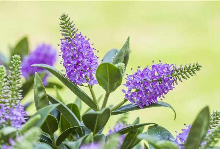 Hebe x andersonii Hebe x andersonii