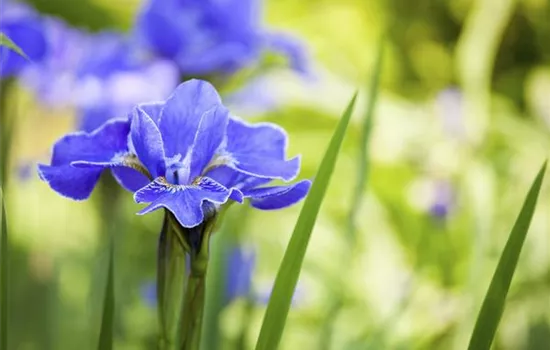 Die Iris – eine Pflanzen-Schönheit mit vielen Gesichtern Die Iris – eine Pflanzen-Schönheit mit vielen Gesichtern