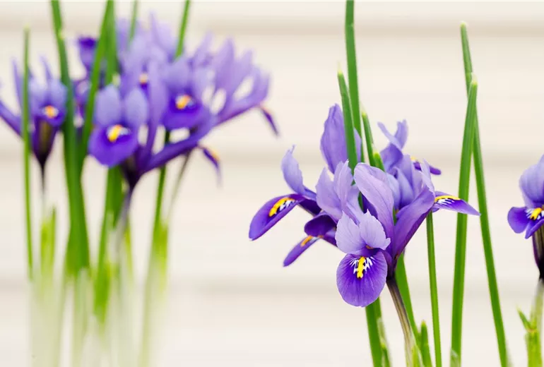 Iris x hollandica Iris x hollandica