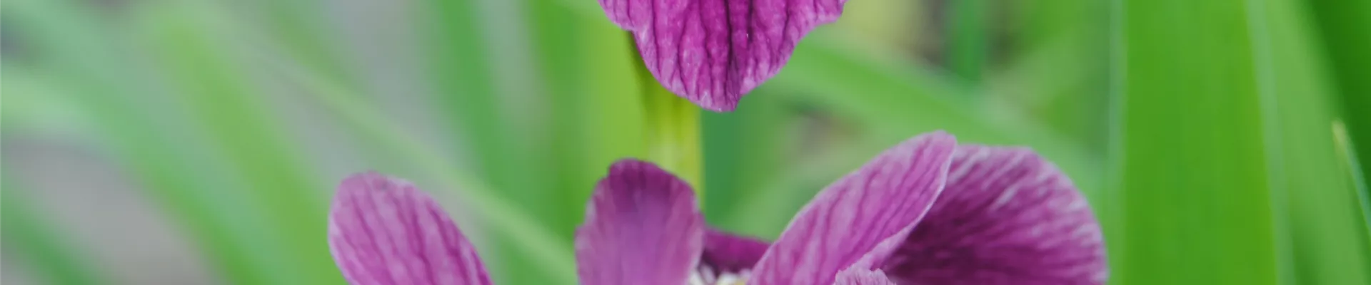 Iris versicolor 'Kermesina' Iris versicolor 'Kermesina'