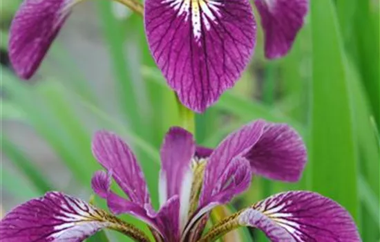 Iris, die Blume mit tausend Gesichtern Iris, die Blume mit tausend Gesichtern