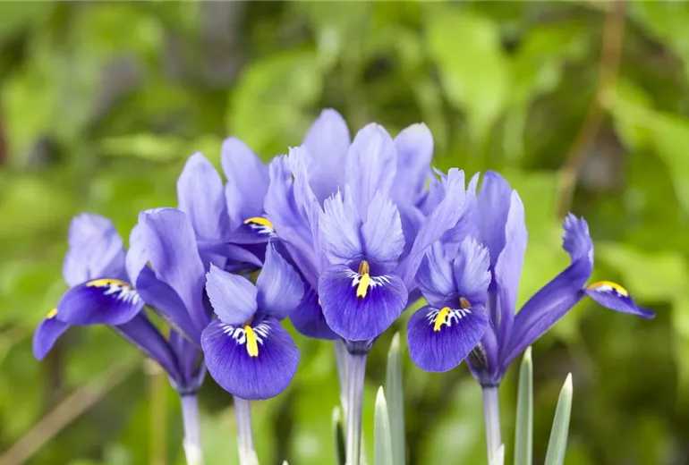 Iris reticulata Iris reticulata