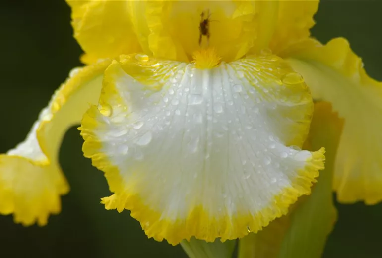 Iris x germanica, gelb-weiß Iris x germanica, gelb-weiß