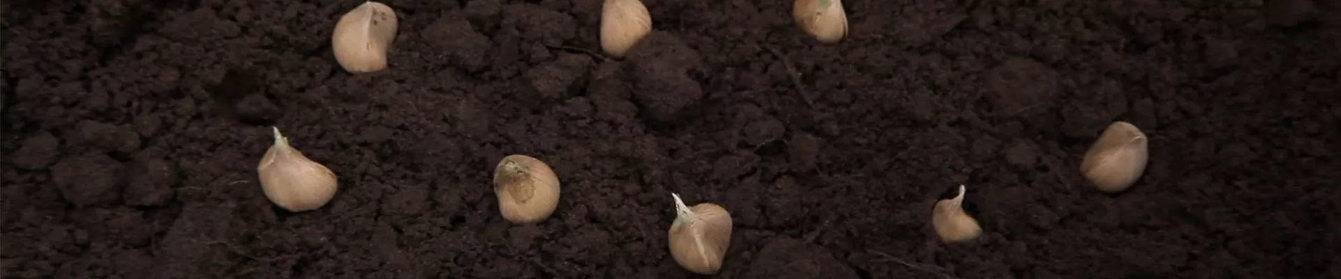 Netzblatt-Schwertlilie - Blumenzwiebeln einpflanzen (3)