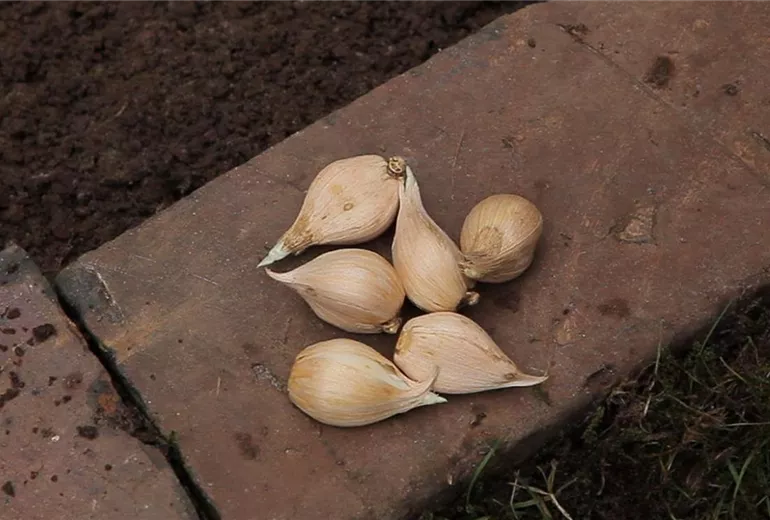 Netzblatt-Schwertlilie - Blumenzwiebeln einpflanzen (1)
