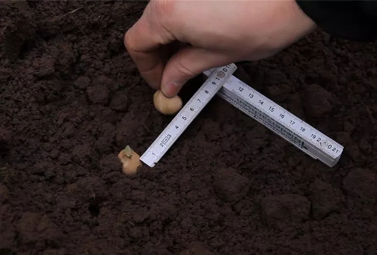 Netzblatt-Schwertlilie - Blumenzwiebeln einpflanzen (2)