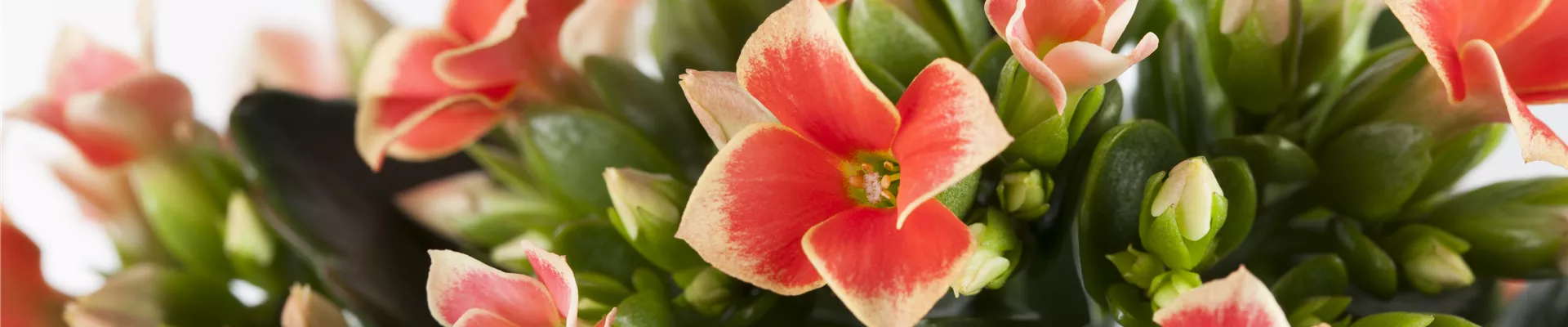 Kalanchoe Kalanchoe