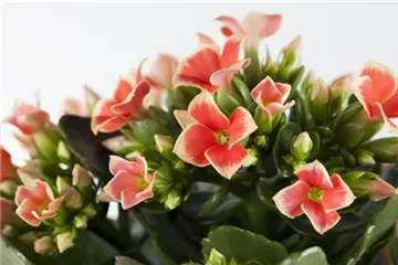 Die Kalanchoe - unsterbliche Schönheit
