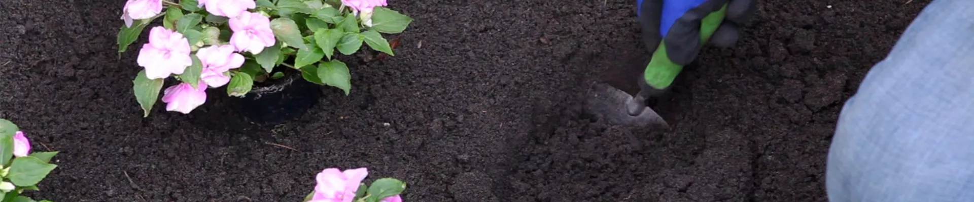 Fleißiges Lieschen - Einpflanzen im Garten (2) Fleißiges Lieschen - Einpflanzen im Garten (2)