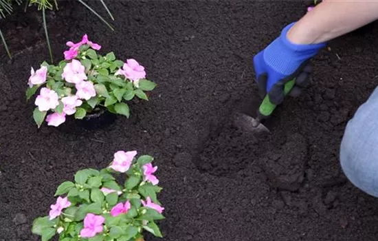 Fleißiges Lieschen - Einpflanzen im Garten Fleißiges Lieschen - Einpflanzen im Garten