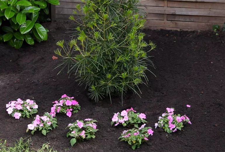Fleißiges Lieschen - Einpflanzen im Garten (1)