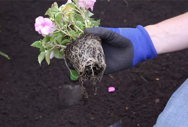 Fleißiges Lieschen - Einpflanzen im Garten (3)
