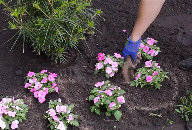 Fleißiges Lieschen - Einpflanzen im Garten (4)