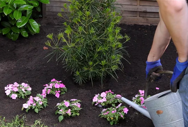 Fleißiges Lieschen - Einpflanzen im Garten (5)