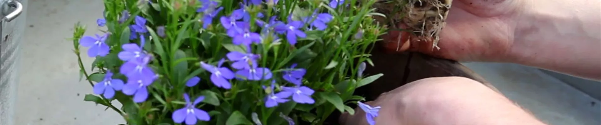 Hängende Lobelie - Einpflanzen in ein Gefäß (5)