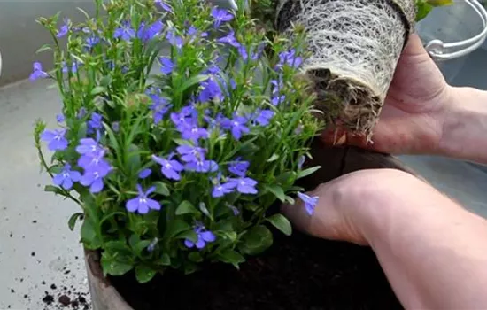 Hängende Lobelie - Einpflanzen in ein Gefäß