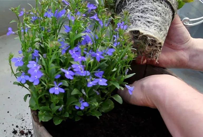 Hängende Lobelie - Einpflanzen in ein Gefäß (5)