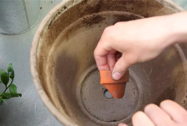 Hängende Lobelie - Einpflanzen in ein Gefäß (2)