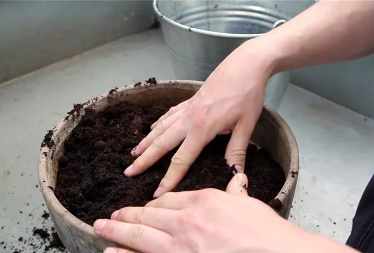 Hängende Lobelie - Einpflanzen in ein Gefäß (3)