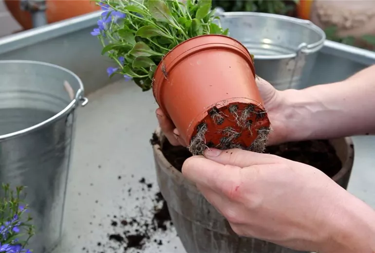 Hängende Lobelie - Einpflanzen in ein Gefäß (4)