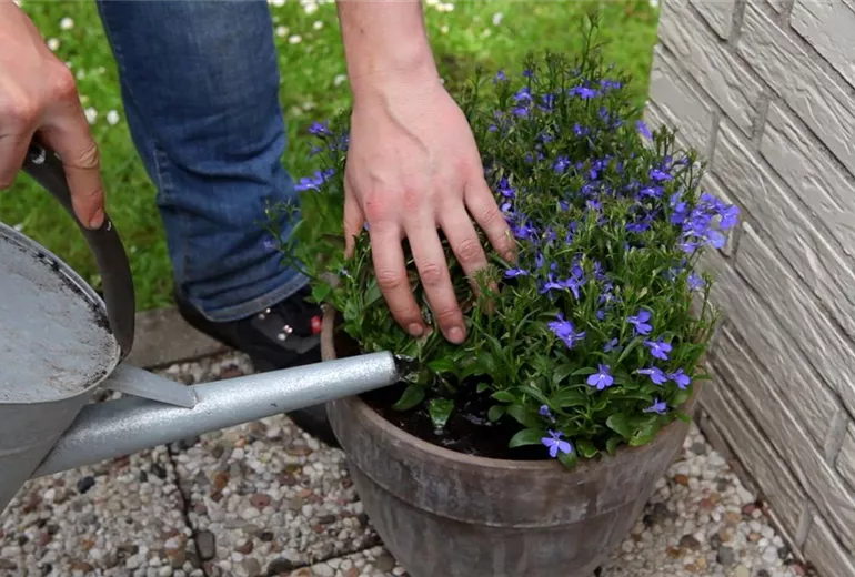 Hängende Lobelie - Einpflanzen in ein Gefäß (6)