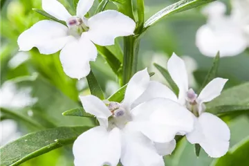 Männertreu: mehr als nur eine schöne Lückenfüllerin Männertreu: mehr als nur eine schöne Lückenfüllerin