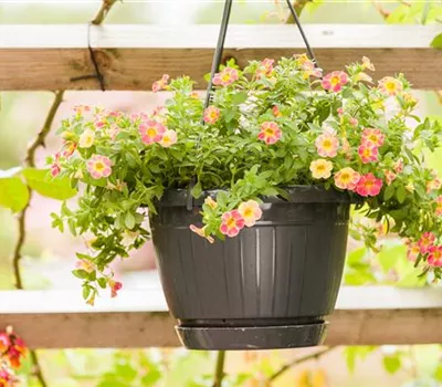 Die Petunie als Balkon-Klassiker Die Petunie als Balkon-Klassiker