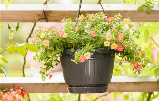 Die Petunie als Balkon-Klassiker Die Petunie als Balkon-Klassiker